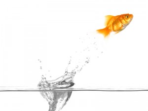Goldfish